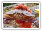 crab