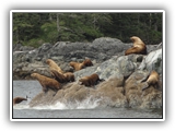 seals